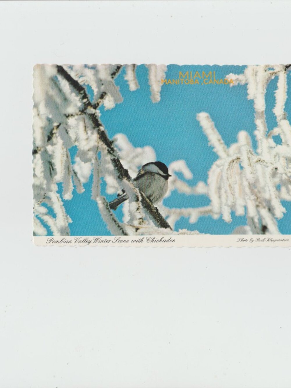 Pembina Valley Winter Lcene With Chickadee Postcard